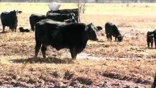 Rural Vet Shortage Follow-Up