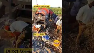 Blackgram crop thressing. #agriculture # pulses#foodcrop#farming#farmmachine#Pu31#farmlife#.