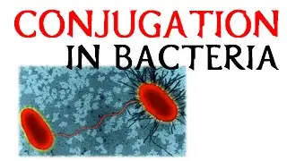 Conjugation in bacteria