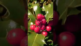 #FLORAISDEBACH - HOLLY 🍒
