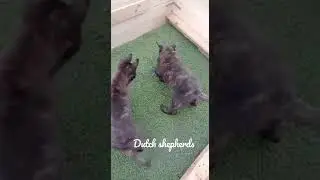 Dutch shepherds (Top working line dogs )