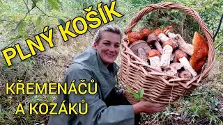 Konečně mám plný košík! Neuvěřitelné! Kozáci a křemenáče jsou všude. Houbaření 24.9.2024