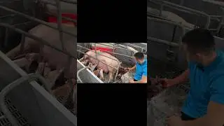 Prasimo krmače 🐖🐽🇷🇸 #pigbreeding #pig #agriculture #farmlife #farming #animals #shorts