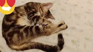 🥰LES POSITIONS PRÉFÉRÉES DE NOTRE FÉLINE(SHUT FIFI DORT🤫😍