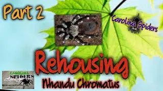 Rehousing my Nhandu Chromatus Part 2