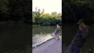 【史上最扯】 小物釣變巨物！驚見巨型鯉魚群游過，緊急換飛釣竿開戰！#flyfishong #fishing #推薦