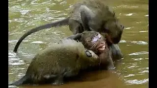 Billion pity Danna cry DyDy hot bitten, DeeDee give hot warning poor young mother Danna
