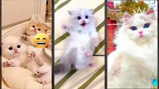 Cute Cats 🐈&zwj;⬛ kitten meowing 🐱 #FunnyCats #9199