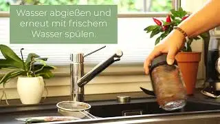 Sprossen anziehen im Sprossenglas