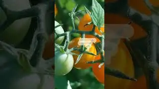 Tomato Tales: Juicy and Surprising Tomato Facts That Will Blow Your Mind! 🍅🤯