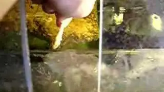 Chelodina expansa 3
