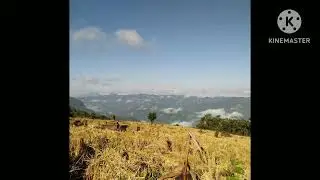 Suaj raj lev les kho siab