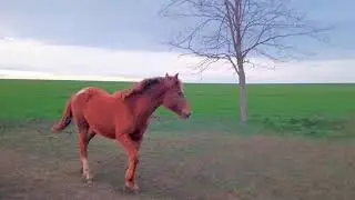 Run into the New Year 2026 with a fire horse 🐴 / Забегаем в Новый год 2026 с огненной лошадкой 🐎 ++