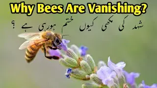 Agar Bees Duniya Se Khatam Ho Jayein To Kya Hoga? | Food Crisis Explained in Urdu