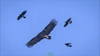독수리의 고공 정찰 비행.Eagle's high-altitude reconnaissance flight.