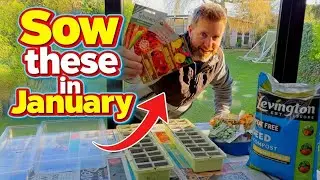 Sow these seeds NOW before it's too late! UK Gardening