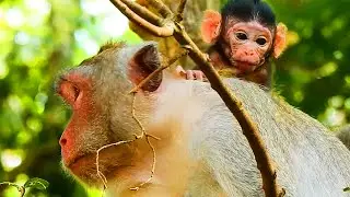 Update Today! Jane Monkey So Happy To See Baby Jazzy Getting Better After Fall Down...