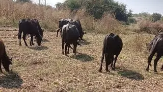 buffalo sun 🌞 લાઇવ છે!darrrrrrrr