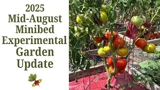 2025 August Minibed Experimental Garden Update