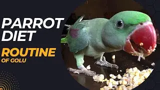 Parrot Diet Routine || 3 month parrot food  #parrotfood #parrotdiet #alexanderparrot