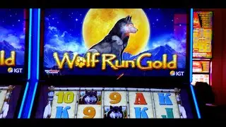 Wolf Run Gold Doubling up!! Low roll to success!
