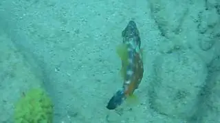 Whitespotted Filefish