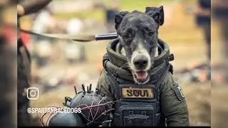 Bomb tech maverick 