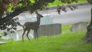 Wild Beautiful Deer Caught on Camera!