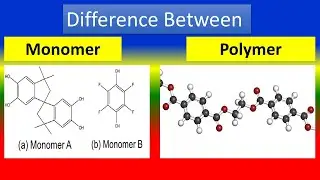 Difference between Monomer and polymer