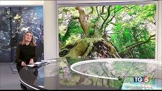 Platano di Curinga TG5 29 gennaio 2021