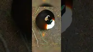 같이 춤을  🎶  🎶  🎶