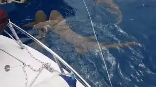 shark point Maldives