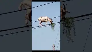 The goat climbed onto the electric wire to eat grass #funny #enjoy #shortvideo