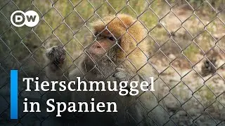 Spanien als Einfallstor f&uuml;r Tierschmuggel | Fokus Europa