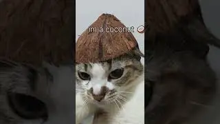 #catsinthecity #cute #funny #pets
