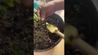 JACKFRUIT RESCUE MISSION! 😱🌱 Bronze Leaves, Yellowing & Root Drama!