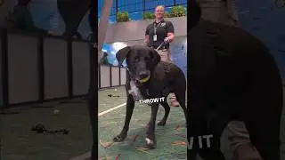 A tail of success...#dogshorts #pets