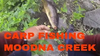 Carp Fishing the Moodna Creek in Washingtonville New York