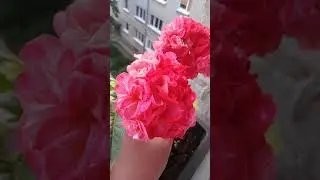 Пеларгония сотовая сорт High Tor