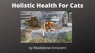 Holistic Health For Cats