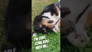 #goodboy #seniordog #bernese #husky mix rolling around