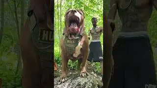 king size dog  #hulk  #hulksmash #dogshorts #biggboss #bigdog #viraldog #shorts #yt