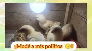 Cambiando de criadora, a mis pollitos 🐤 #brahma #silky #granja 