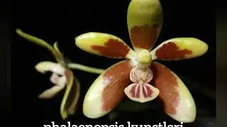 10 Different Kinds Of Phalaenopsis Orchids