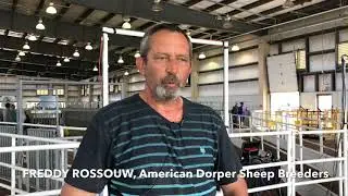 American Dorper Sheep Breeders sale at the Kansas State Fair