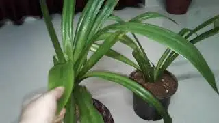 spider lily plant care n tips by nili
