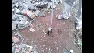 Bor Biopori / Bor Belgi