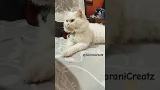 ✨Vitta kirukan agiduvanga😺✨ #funny#cat#petlovers#pets#trending#catlovers