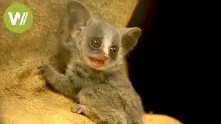 Buschbabys - Experten beim Verstecken und Springen