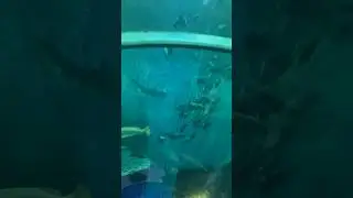 The Institute of Marine Science Burapha University #thailand #fishes #travel